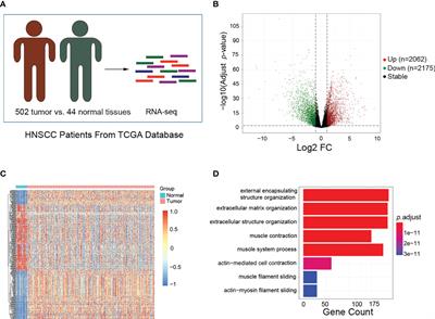 Bioinformatic analysis identifies HPV-related tumor microenvironment remodeling prognostic biomarkers in head and neck squamous cell carcinoma